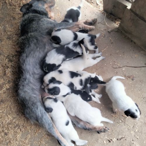 Chiot bouvier australien x border collie #3