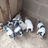 Chiot bouvier australien x border collie #1