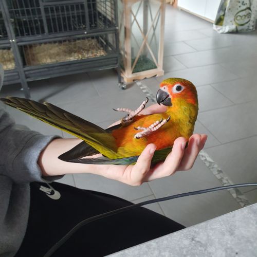 Conure soleil #0