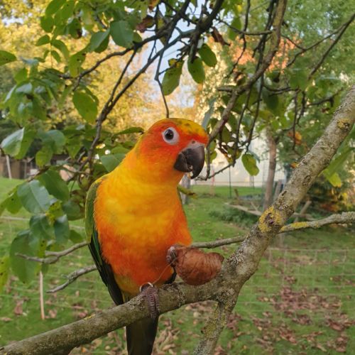 Conure soleil #2