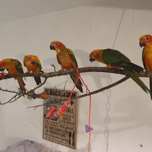 Conure soleil #4