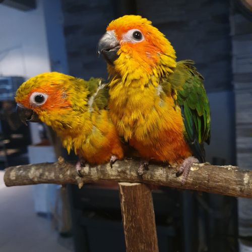 Conure soleil #6