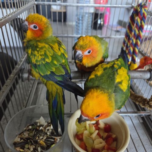 Conure soleil #8