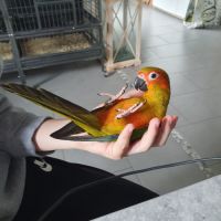 Conure soleil