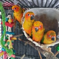 Conure soleil #3