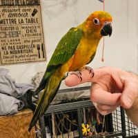 Conure soleil #5