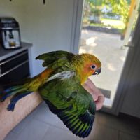 Conure soleil #7