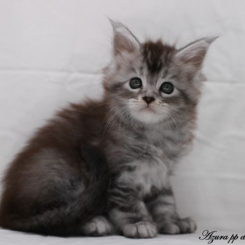 Chatons maine coon loof #2