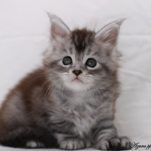 Chatons maine coon loof #3