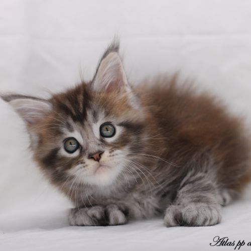 Chatons maine coon loof #5
