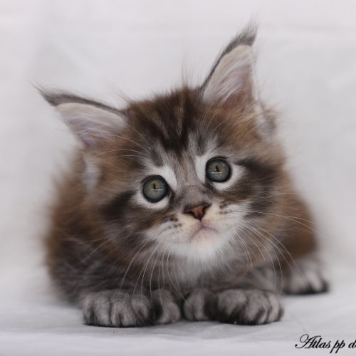 Chatons maine coon loof #6