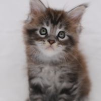Chatons maine coon loof