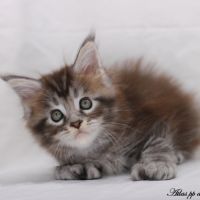 Chatons maine coon loof #5