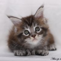 Chatons maine coon loof #6