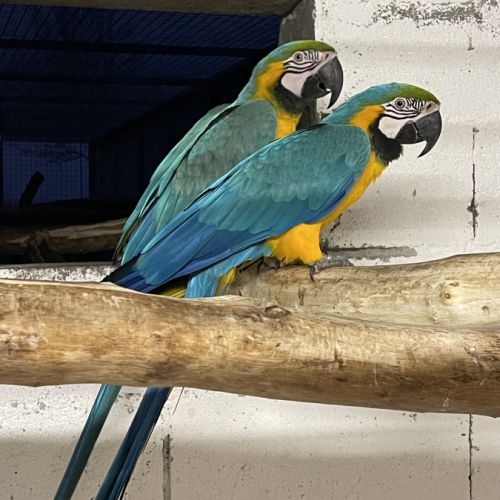 Femelle ara ararauna #0