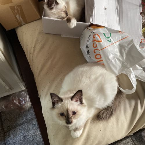 Femelle sacré birmanie #0