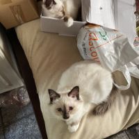 Femelle sacré birmanie