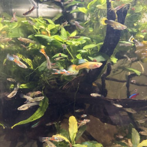 Guppy en mix