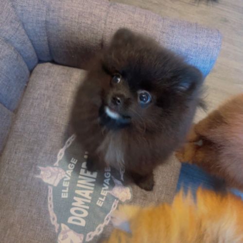 Spitz nain - pomeranien #0