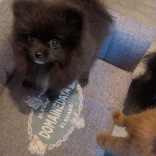 Spitz nain - pomeranien #3