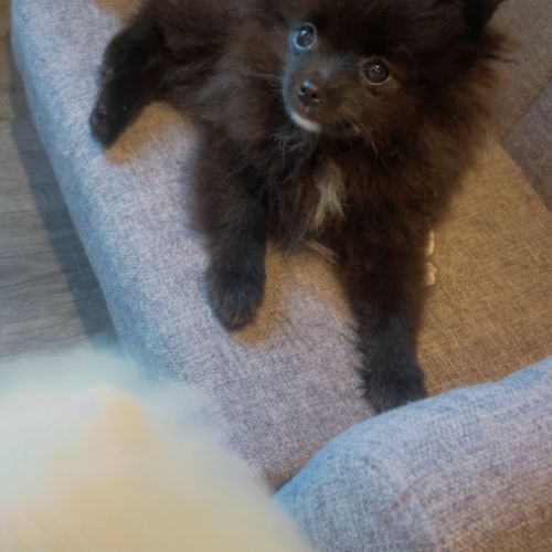 Spitz nain - pomeranien #4