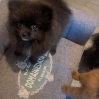 Spitz nain - pomeranien #3