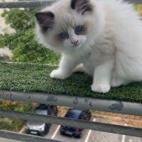 Magnifique femelle ragdoll loof #1