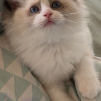 Magnifique femelle ragdoll loof #0