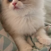 Magnifique femelle ragdoll loof #4