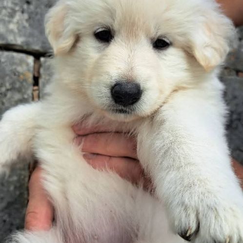Chiots bergers blancs suisses lof à réserver #1