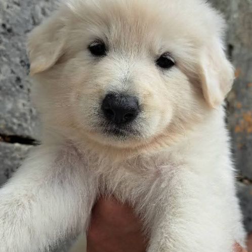 Chiots bergers blancs suisses lof à réserver #2