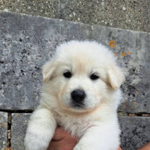 Chiots bergers blancs suisses lof à réserver #5