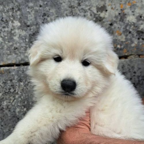 Chiots bergers blancs suisses lof à réserver #6