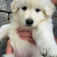 Chiots bergers blancs suisses lof à réserver #1