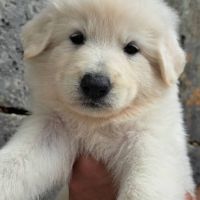 Chiots bergers blancs suisses lof à réserver #2