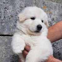 Chiots bergers blancs suisses lof à réserver #3