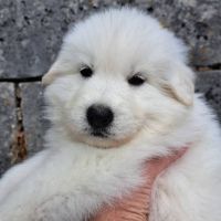 Chiots bergers blancs suisses lof à réserver #4