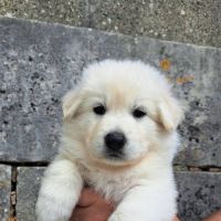 Chiots bergers blancs suisses lof à réserver #5