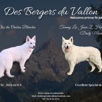 Chiots bergers blancs suisses lof à réserver #0