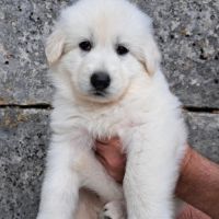 Chiots bergers blancs suisses lof à réserver #8