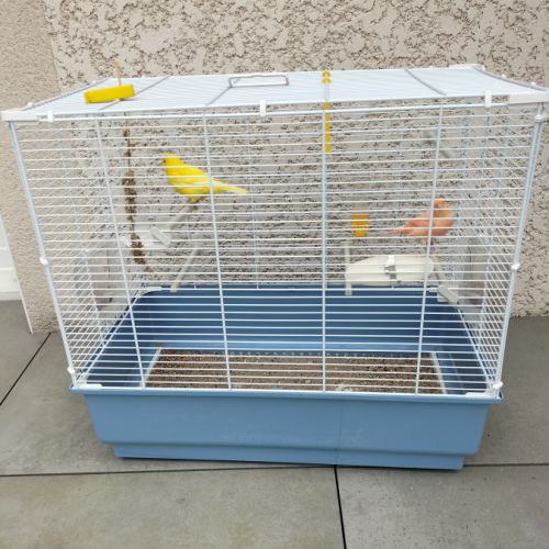 Couple de canaris et sa cage #1