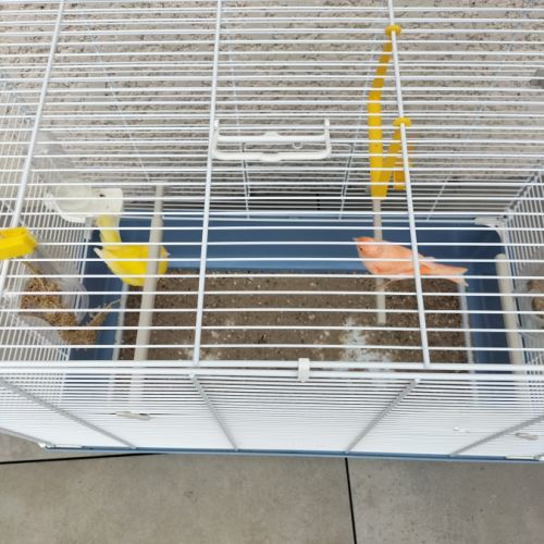 Couple de canaris et sa cage