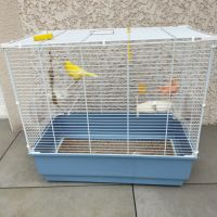 Couple de canaris et sa cage #1