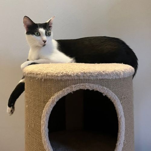 Nahla la douce et délicat #1