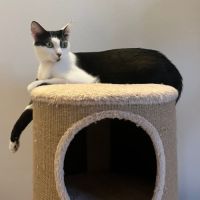 Nahla la douce et délicat #1