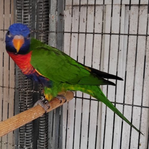 Femelle loriquet arc-en-ciel