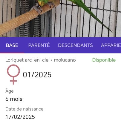 Femelle loriquet arc-en-ciel #3