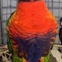 Femelle loriquet arc-en-ciel #1