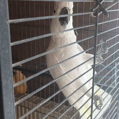 Vend cacatoès galerita #1