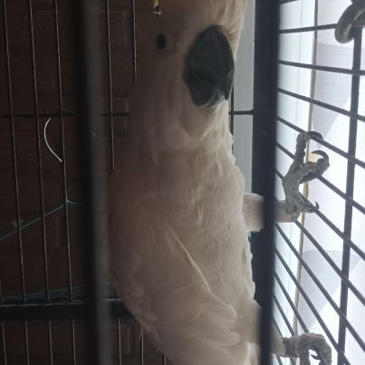 Vend cacatoès galerita #2